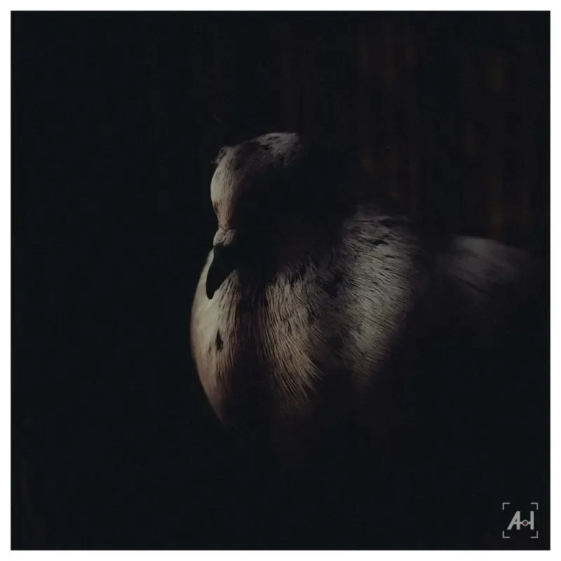 A pigeon resting in a sliver of light
