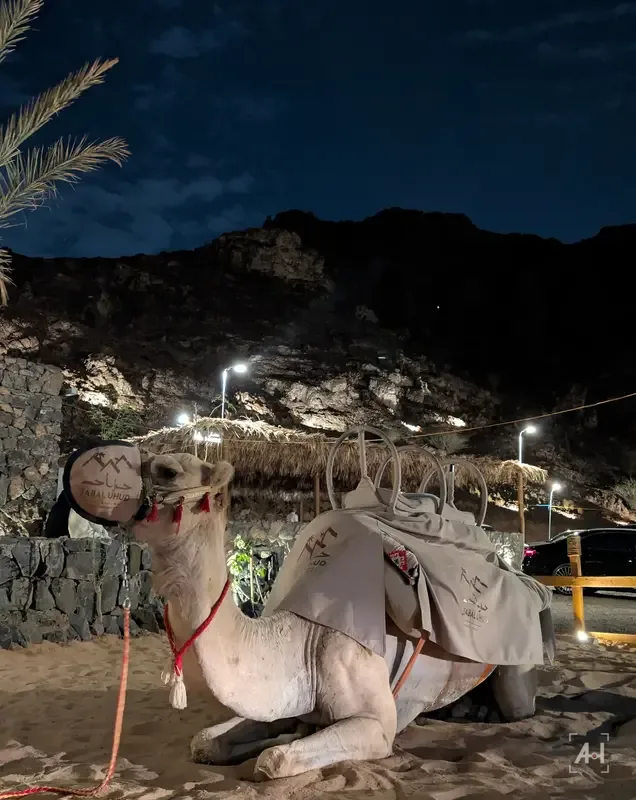 A resting camel at the foot of Jabal Uhud at night