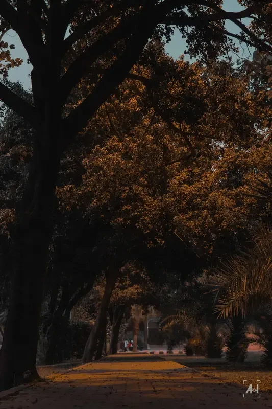 A tree-lined path in warm evening light